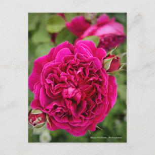 Cartão Postal Rosa William Shakespeare [Cartão-postal]