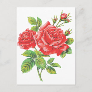 Cartão Postal Rosáceas Vermelhas Botânico Antigo