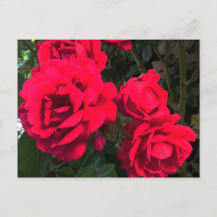 Cartão Postal Rosário de Rosas Vermelhas