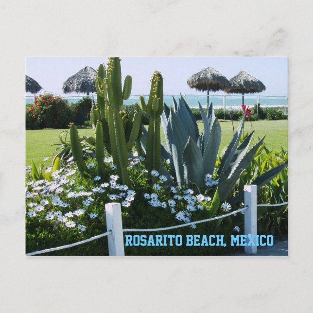Cartão Postal Rosarito Beach, México (Cactos) (Frente)