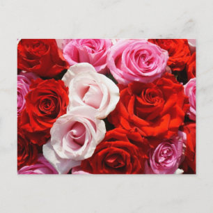 Cartão postal rosas