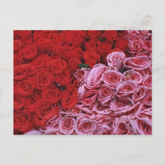 Cartão Postal Rosas