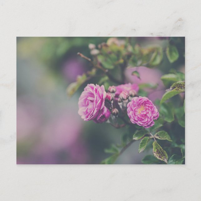 Cartão Postal Rosas (Frente)