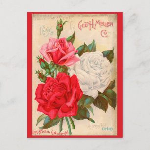 Cartão Postal Rosas
