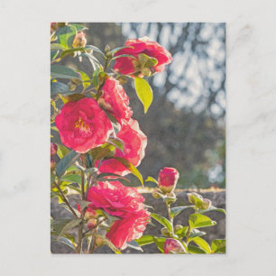 Cartão Postal Rosas