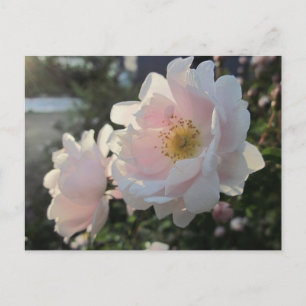 Cartão Postal Rosas Antigas
