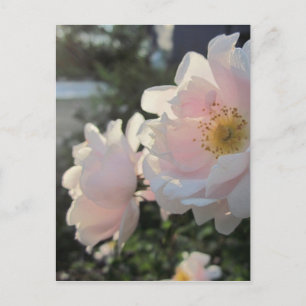 Cartão Postal Rosas antigos movidos