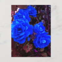 Rosas azuis elétricos