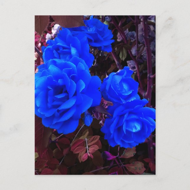 Cartão Postal Rosas azuis elétricos (Frente)