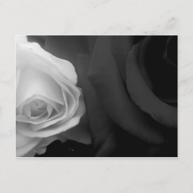 Cartão Postal Rosas brancas e pretas (Frente)