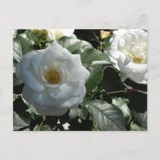 Cartão Postal Rosas Brancas Elegantes
