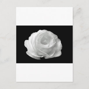 Cartão Postal Rosas Brancas Flores Jardim Paz Amor Arte