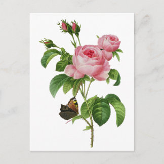 Cartão Postal Rosas cor-de-rosa de Redoute