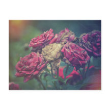 Rosas de cartão-postal do Artesanato Ephemera