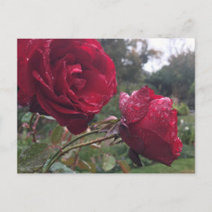 Cartão Postal Rosas de Gota de Orvalho