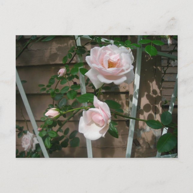 Cartão Postal rosas de subida cor-de-rosa (Frente)