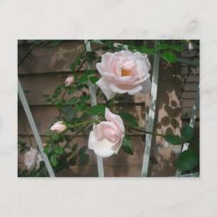 Cartão Postal rosas de subida rosa