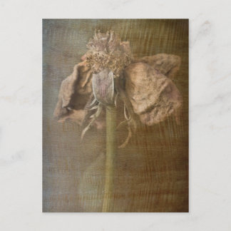Cartão Postal Rosas e ferrugem n.o 3