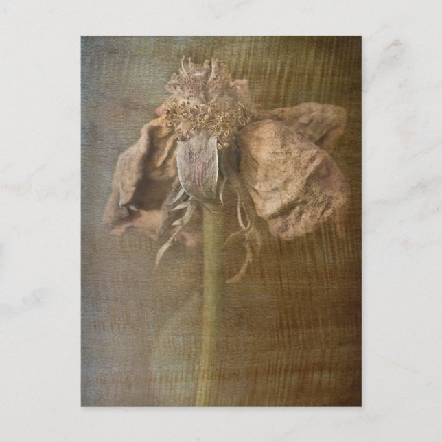 Cartão Postal Rosas e ferrugem n.o 3 (Frente)