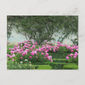 Cartão Postal Rosas Elegantes