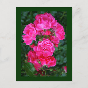 Cartão Postal Rosas em inglês