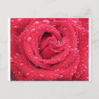 Cartão Postal rosas flores florescer pétalas água gotas