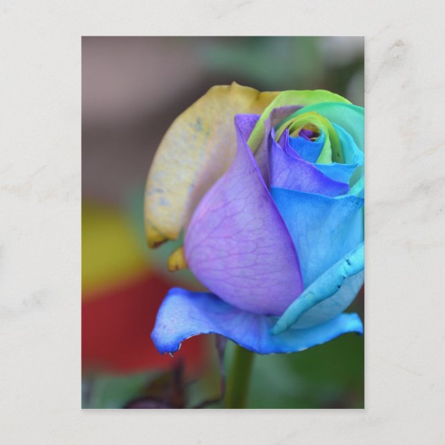 Cartão Postal Rosas Natureza Paisagens Parabéns Sorria (Frente)