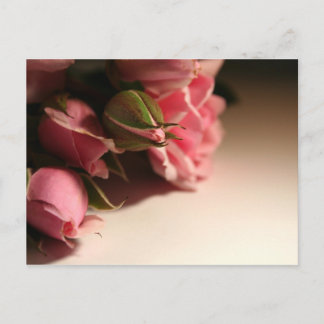 Cartão Postal Rosas Rosa