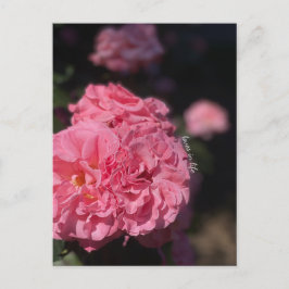 Cartão Postal Rosas Rosa