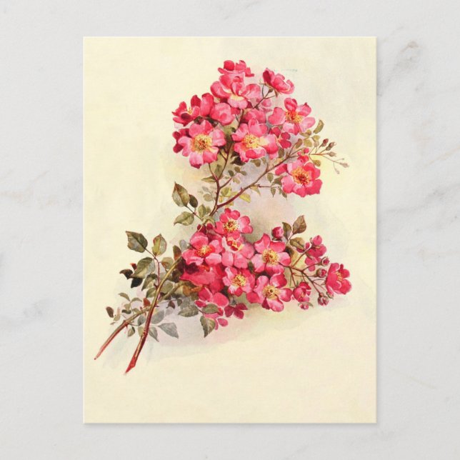 Cartão Postal Rosas Rosa Românticas Vintage (Frente)