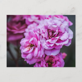 Cartão Postal Rosas Rosa Suave em Cartão-Postal