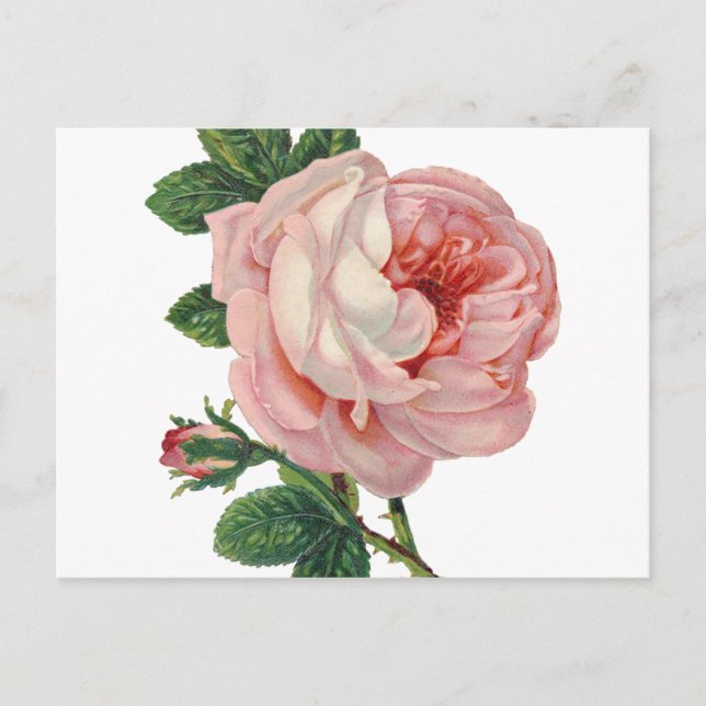 Cartão Postal Rosas são rosa (Frente)