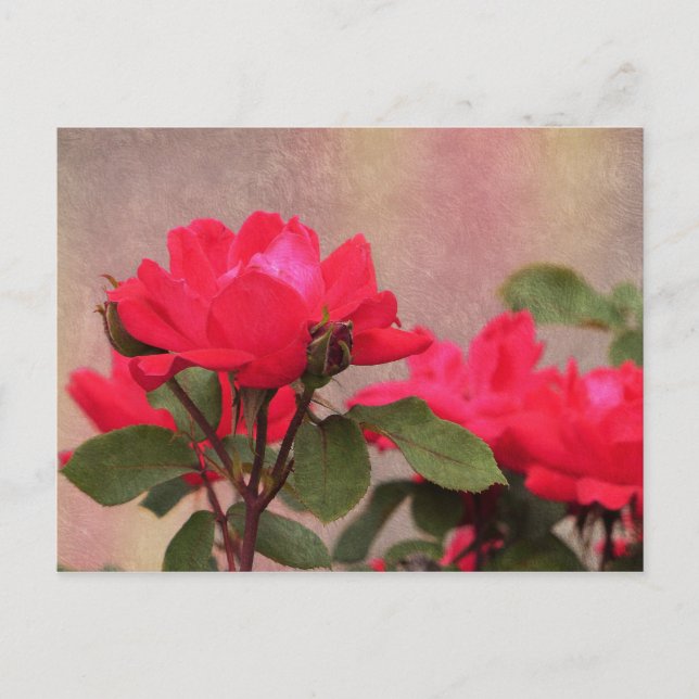 Cartão Postal Rosas vermelhas (Frente)