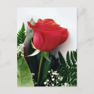 Cartão Postal Rosas vermelhas