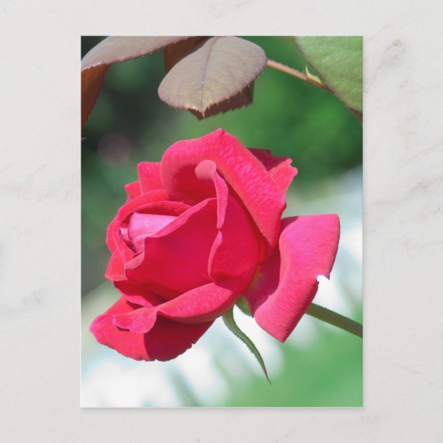 Cartão Postal Rosas vermelhas (Frente)