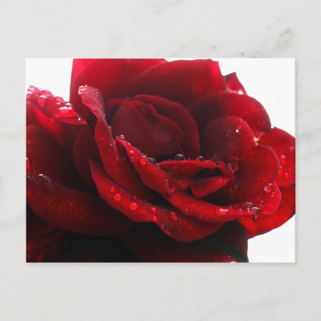 Cartão Postal Rosas vermelhas (Frente)
