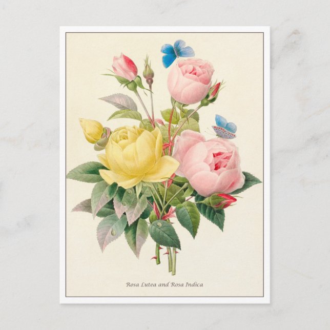 Cartão Postal Rosas Vermelhas e Amarelas por Pierre Joseph Redou (Frente)