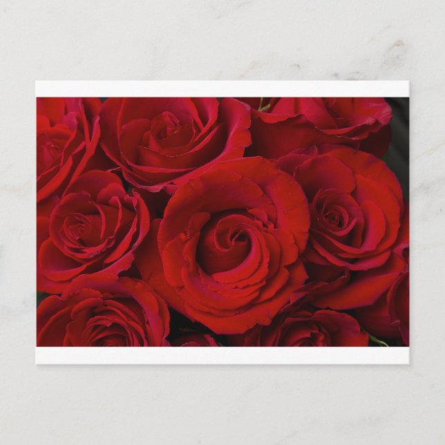Cartão Postal Rosas vermelhas e gotas de água (Frente)