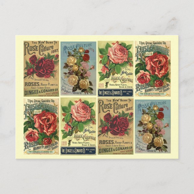 Cartão postal Rosas Vintage Rosa de Cultura Anúnci (Frente)