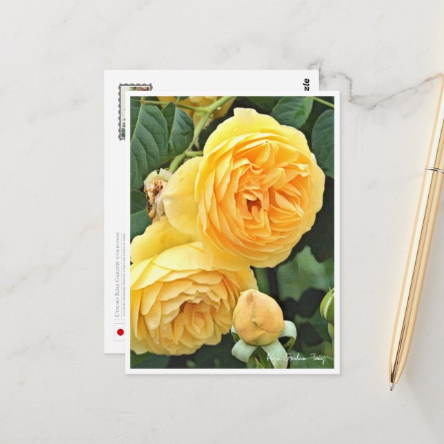 Cartão Postal Rose Garden (Frente/Verso In Situ)
