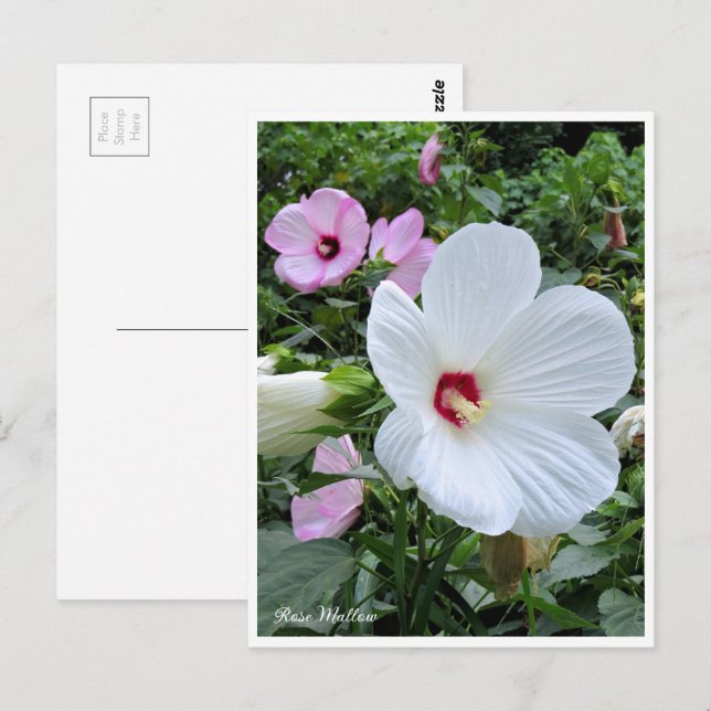 Cartão Postal Rose Mallow (Frente/Verso)
