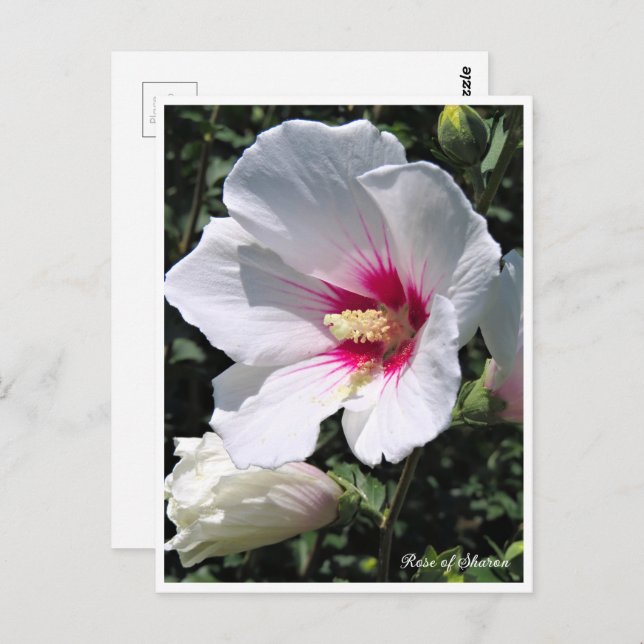 Cartão Postal Rose of Sharon ポストカード (Frente/Verso)