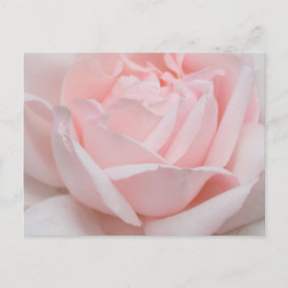 Cartão Postal Rose Petals Postcard