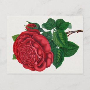 Cartão Postal Rose Print Rochester Lithographing and Printing Co