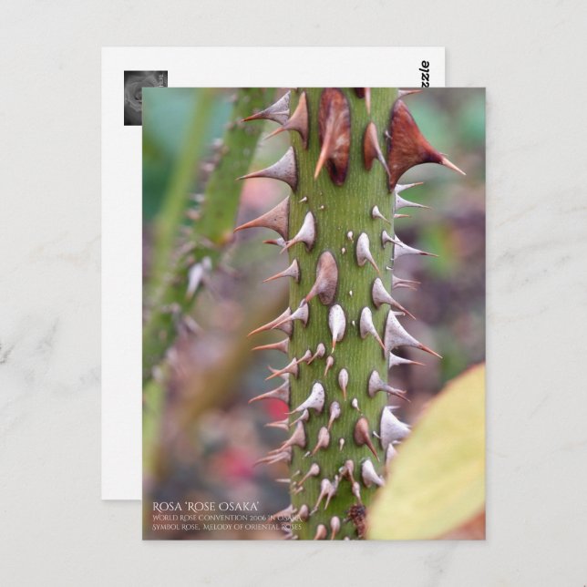 Cartão Postal Rose Thorns: Rosa Rose Osaka ポストカード (Frente/Verso)