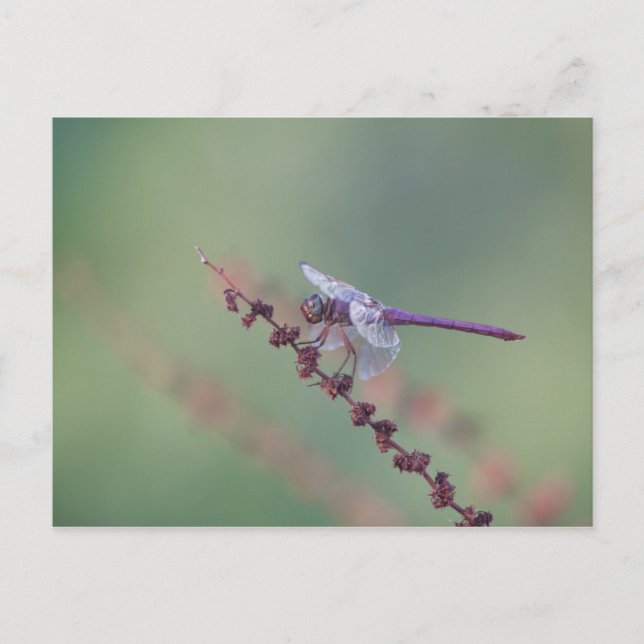 Cartão Postal Roseate Skimmer Dragonfly (Frente)