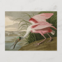 Roseate Spoonbill