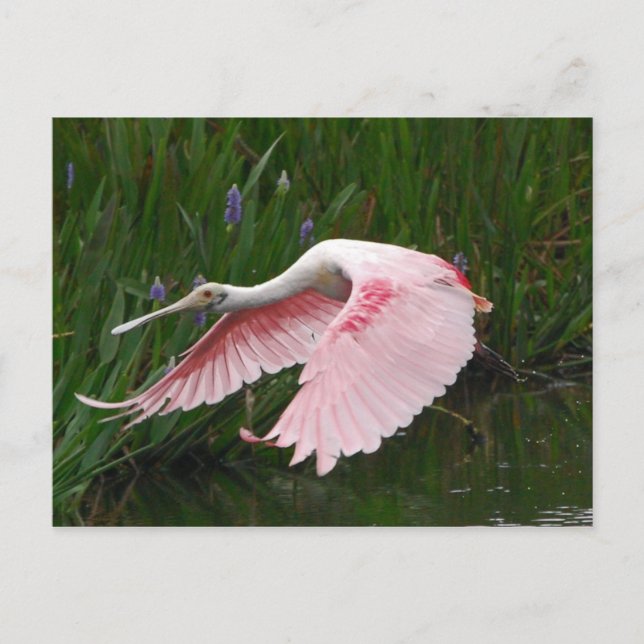Cartão Postal Roseate Spoonbill (Frente)