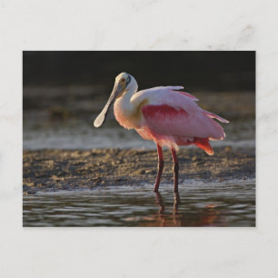 Cartão Postal Roseate Spoonbill, Ajaia ajaja, Querido Ding