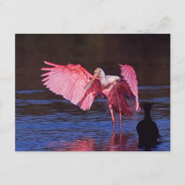 Cartão Postal Roseate Spoonbill (Ajaia ajaja) with Cormorant (Frente)